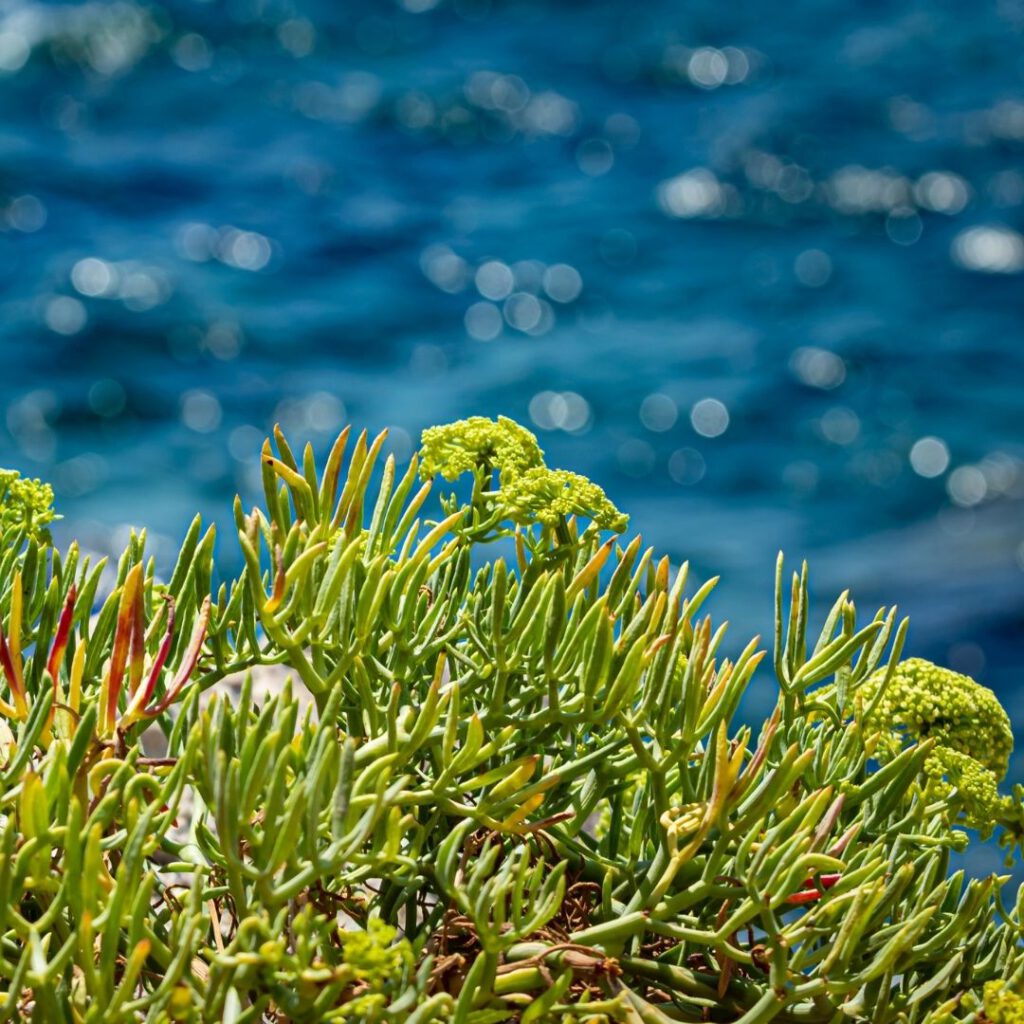 Pflanzen am Wasser Pflanzen am Wasser