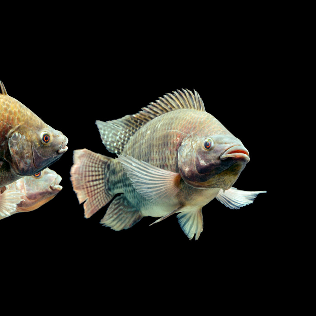 Tilapia Tilapia