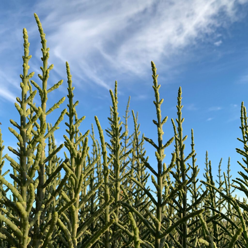Salicornia – schmackhaftes & wertvolles Gemüse Salicornia – schmackhaftes & wertvolles Gemüse