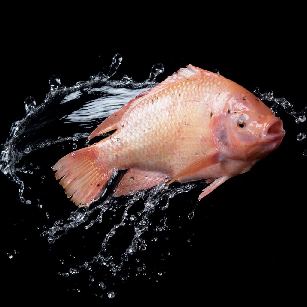 tilapia
